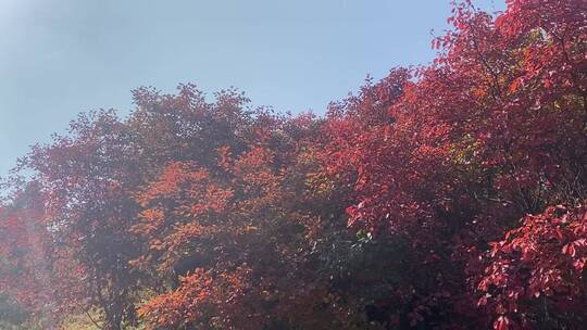 济南市历城区捎近村，秋季满山红叶视频素材模板下载