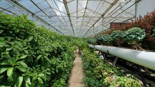 现代化农业无土基质栽培温室大棚