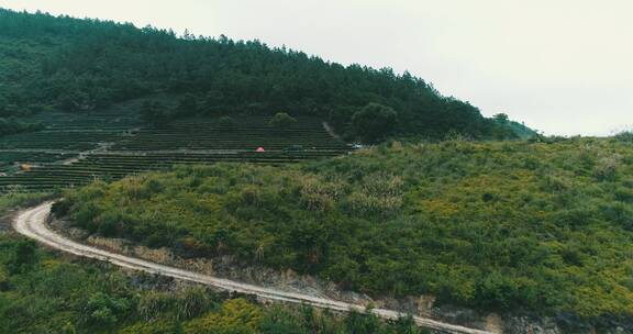 茶园 茶叶 茶 茶山