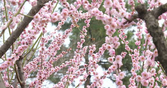 武汉东湖梅园梅花