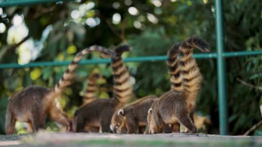 Coati， Nasua，散步，浣熊