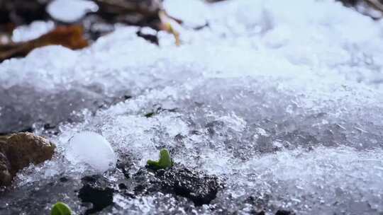 冰雪融化 植物苏醒 万物复苏