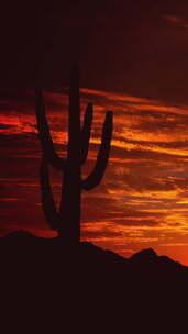 Saguaro Cactus与炽热的红色日出的垂直视频剪影