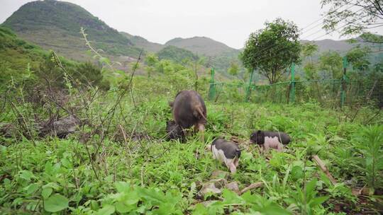 土猪野外吃草山里农村猪