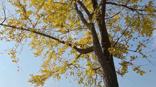 秋天银杏树叶被风吹落到地面视频素材模板下载