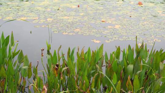 湖边水草风吹芦苇大河江河江边湖泊湖畔岸边视频素材模板下载