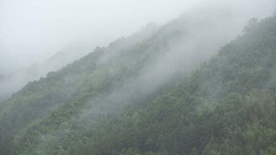 春天李花，竹林烟雨