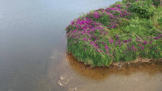 河岸江边湖边岸边生态绿色植被湿地公园水面