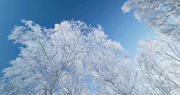 雾凇 雪景 纯净 唯美 冬季