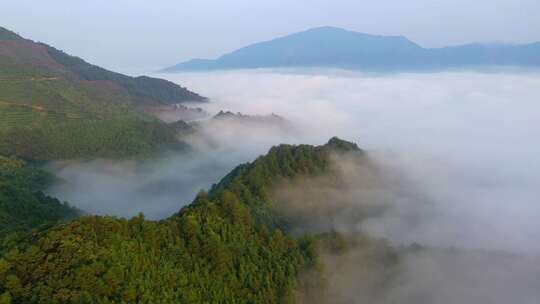 云雾下森林 绿色生态