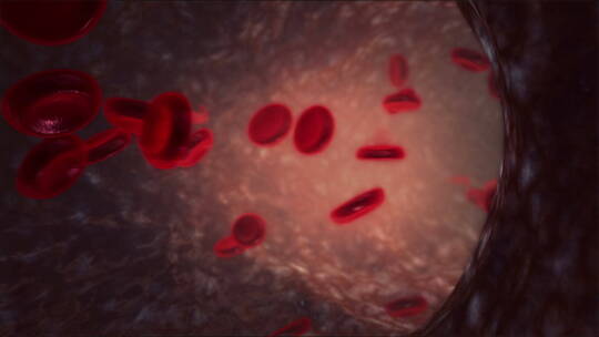 血管内部细胞流动、红色细胞