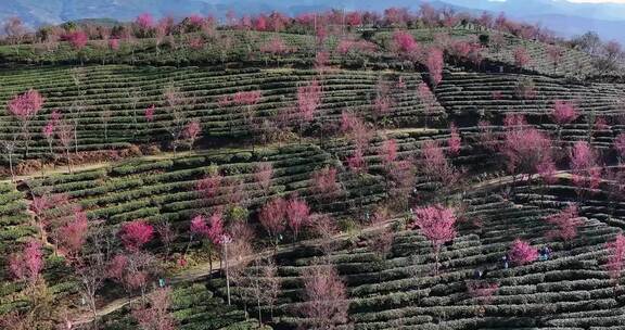 航拍云南无量山樱花谷一号景区