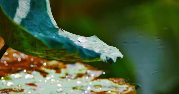 雨后荷叶上的露水珠