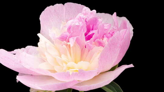 盛开的粉红牡丹