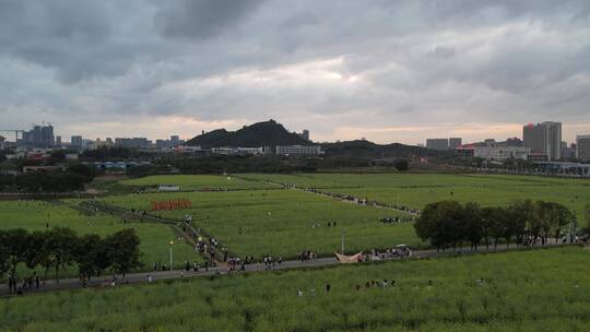 油菜花地高铁航拍