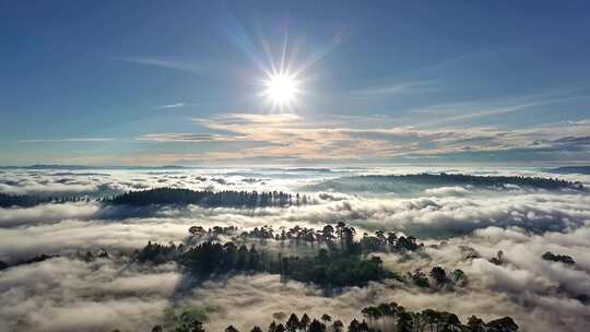 森林阳光云海森林云雾缭绕树林山大自然风景