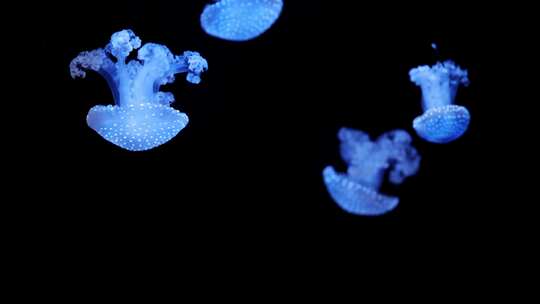 蓝色水母在深海中游动视频素材模板下载