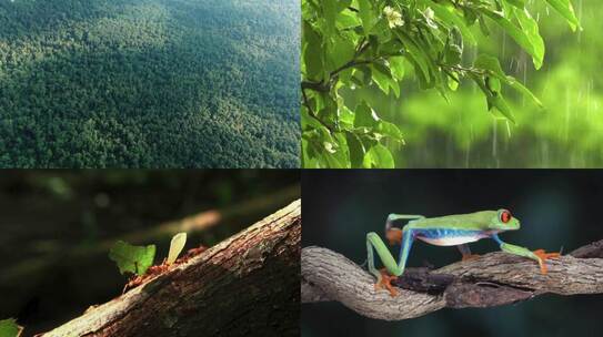 自然生态宣传片 雨后森林动植物素材合集