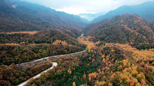 秋日秋景山林金黄枫林秋风树林森林航拍鸟瞰视频素材模板下载