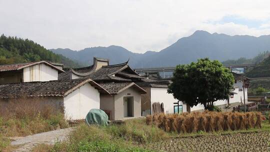 稻田农村小屋稻草