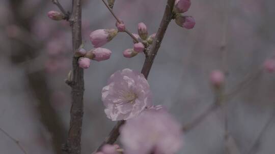 蜜蜂桃花采蜜慢镜头升格LOG