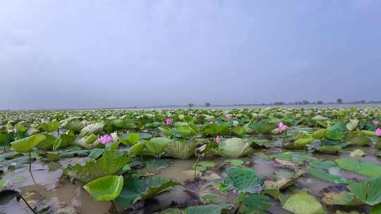 荷花塘 莲藕 湿地环境 湖水养殖 水产