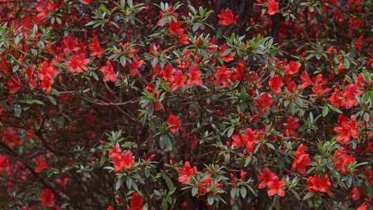 红杜鹃花朵花瓣花开盛开