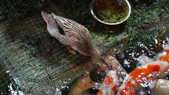 鸭子喂鱼鸭子觅食被一群锦鲤围绕