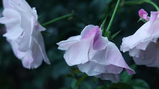 粉红色月季花 草莓冰山月季花 1848