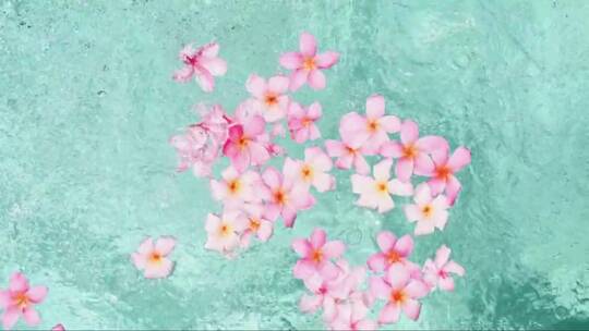粉色的花朵浮在水面上