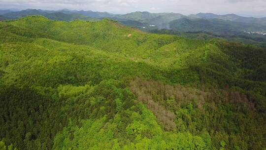 江西绿色青山林地