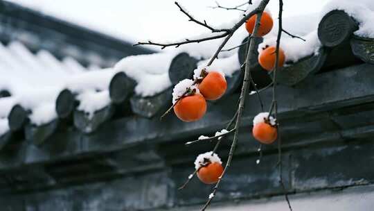 冬至时节雪后柿子挂枝头意境视频