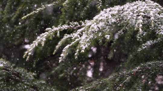 寒冷冬季公园松树雪花大雪空境升格