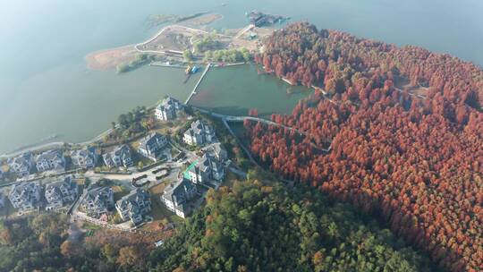 临安青山湖水杉林秋季风光 大景航拍