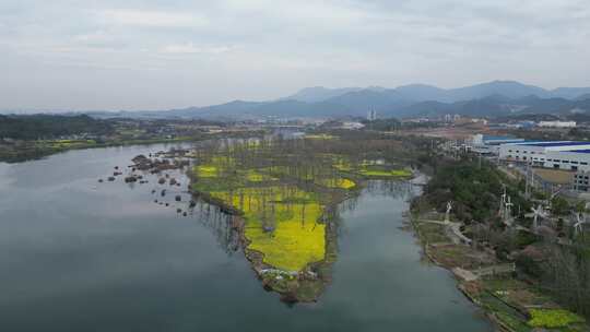 航拍乡村田野油菜花田