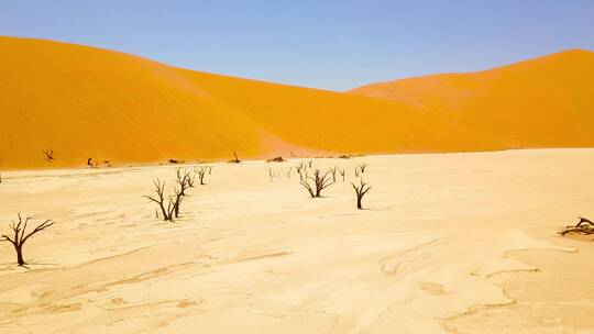 沙漠环境恶化枯树干旱缺水生态失衡气候干旱视频素材模板下载