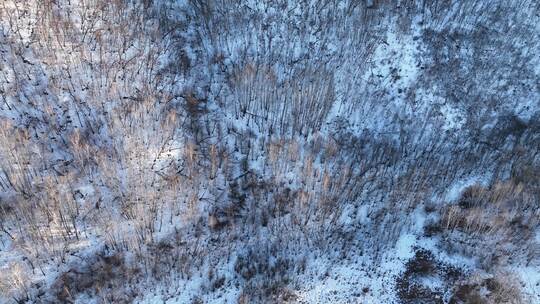 航拍林海雪原白桦林风景