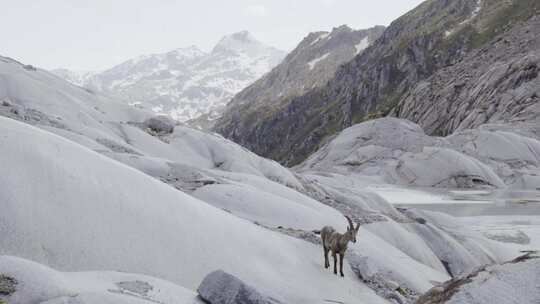 斯坦博克、野山羊、山羊、山脉