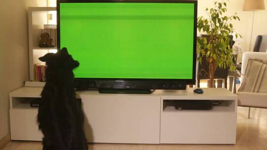一只漂亮的黑狗看着电视上的绿屏