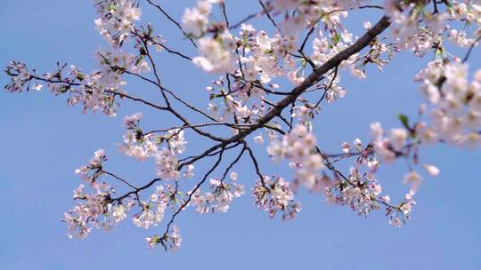 实拍杭州春天三月樱花盛开-樱花大道视频素材模板下载