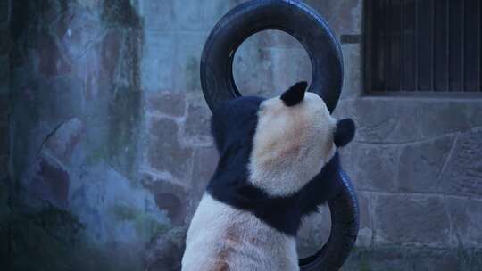 动物园大熊猫玩轮胎视频合集