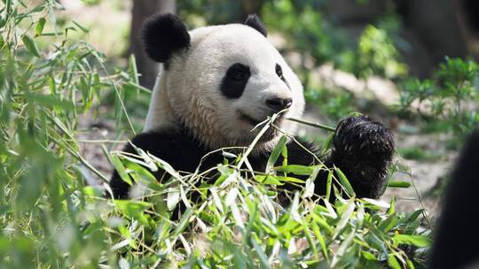 一只大熊猫在吃竹子视频素材模板下载