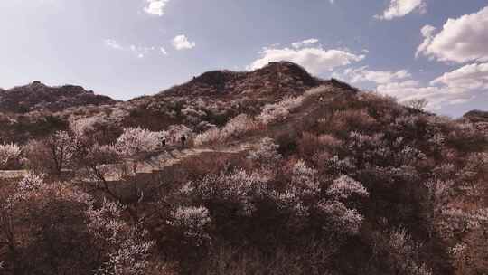 中国长城 北京万里长城 春天春暖花开花海