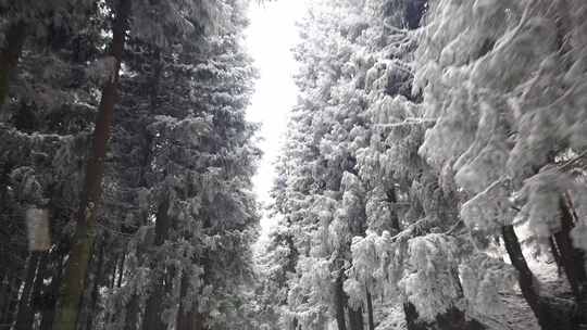 寒潮冬天下雪