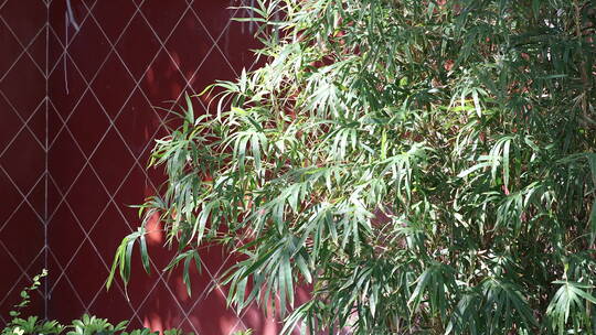 中午阳光红墙前的绿竹随风摇曳视频素材模板下载