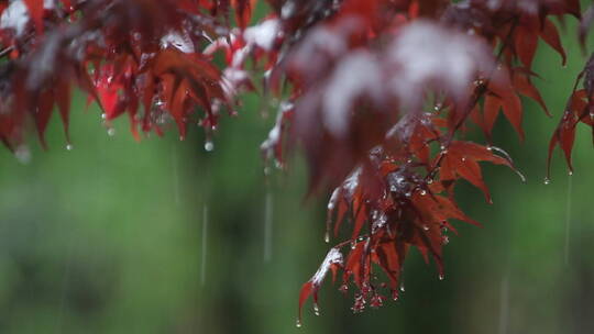 下雨天雨滴从树叶上滴落