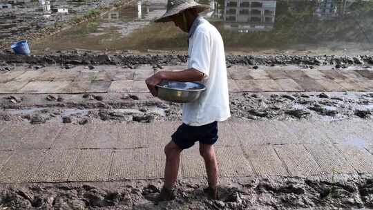 农民撒播水稻种子春天立春雨水芒种小满稻谷