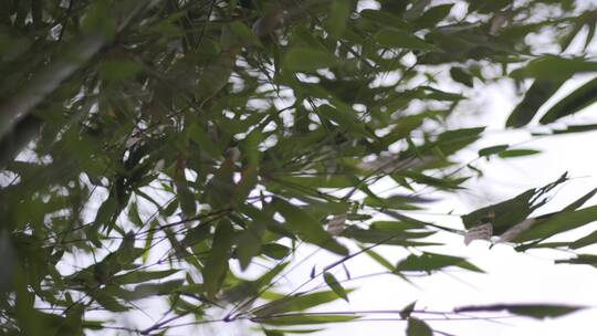 夏天阵风吹拂竹叶 竹影婆娑