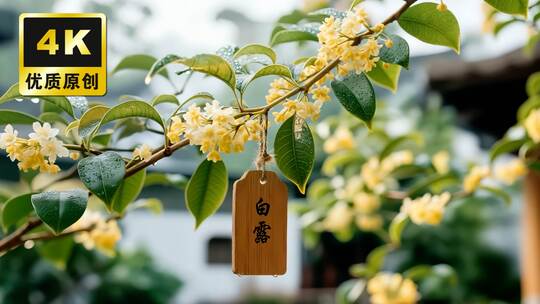 白露节气秋天风景露水露珠传统二十四节气