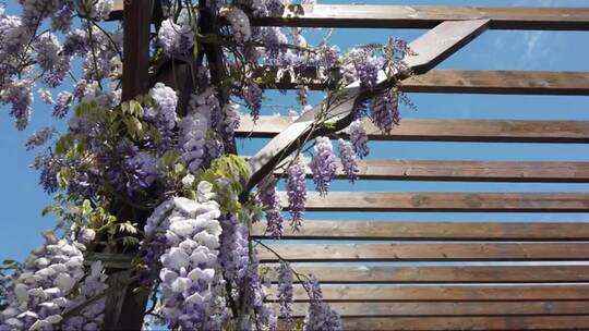 蓝天下风中摇摆的紫藤花